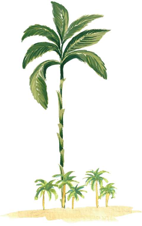 Desenho de palmeira
